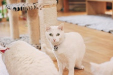 안녕고양이 - 강원, 강릉시 | 맛집검색 식신