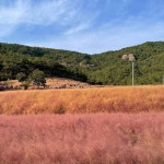 꽃객프로젝트|전북 / 고창, 카페/디저트맛집 | 식신 맛집추천
