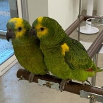 버드플라잉 - 경기, 파주-헤이리예술마을 | 맛집검색 식신