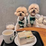 카페블롱쉬 - 경기, 남양주-별내 다산 | 맛집검색 식신