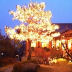 꽃달임 - 경기, 성남시 분당구, 백현동 | 맛집검색 식신