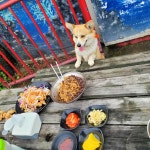 다래향 - 제주, 조천 함덕 | 맛집검색 식신