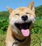 선희식당 - 충북, 영동군, 양산면 | 맛집검색 식신