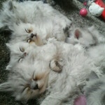 식신 : 대한민국 No.1 맛집