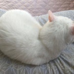 말리화반점 - 광주, 동구, 서석동 | 맛집검색 식신