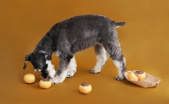 Another#_Pet Paradise│삼성물산 온라인몰 SSF Shop.com Another#_Pet Paradise