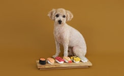 Another#_Pet Paradise│삼성물산 온라인몰 SSF Shop.com Another#_Pet Paradise