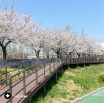 [EGOZINE] 안양천│삼성물산 온라인몰 SSF Shop.com 벚꽃이 있는 세상