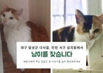 고보협 소식지