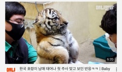 유튜브에서 존나 귀여운 애기호랑이 봤어🐯🐯🐯🐯🐯🐯 - 케이돌토크 카테고리 유튜브에서 존나 귀여운 애기호랑이 봤어... 