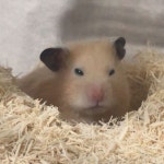 뭔가 단단히 삐진듯한 햄찌🐹 - 스퀘어 카테고리 뭔가 단단히 삐진듯한 햄찌🐹 - 스퀘어 카테고리