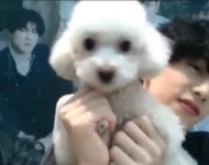 마일로 왤케 예쁘지 원래도 귀여운데 더 귀여워졌어ㅠㅠ🐩 - GOT7 카테고리 마일로 왤케 예쁘지 원래도 귀여운데 더 귀여워졌어ㅠㅠ... 