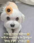 전체 게시판 - 용맹한 경태 해바라기때문에 실연당함 ㅠㅠ