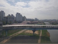 당근거래하러 구일역왔는데 벚꽃진짜예쁘다 - 국내야구 카테고리