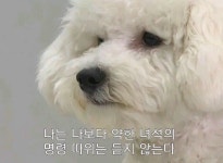 세훈 강아지 비비에 대해 오해가 있는 것 같아 - 드영배 카테고리