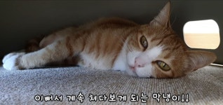 전체 게시판 - 막내는 벌러덩 해도 고아한 느낌이야