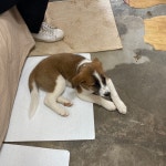 ㅇㄲㅇ 6시간동안 유기견 보호소 봉사하고 집 가는 길이야 - 그 남자의 기억법 카테고리