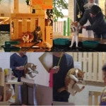 더쿠 - 낚시카페에서 손님 물고기 훔치는 고양이