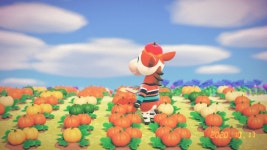 호박🎃밭에 굴러들어온 사과🍎 - 동물의숲 카테고리 호박🎃밭에 굴러들어온 사과🍎 - 동물의숲 카테고리