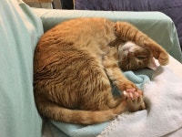 전체 게시판 - 울집 = 장수촌 17살 묘르신 보실?