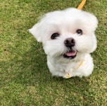 이빨빠진 재롱이.swf - 스퀘어 카테고리