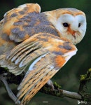 부옥이 보자! - 동물의숲 카테고리