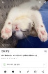 아니... 왜 꿍이가 번장에 있냐? 🥲 - 샤이니(SHINee) 카테고리 아니... 왜 꿍이가 번장에 있냐? &#x1f972; - 샤이니(SHINee) 카테고리