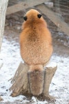 털 찐 여우들 🦊🦊 - 스퀘어 카테고리 털 찐 여우들 &#x1f98a;&#x1f98a; - 스퀘어 카테고리