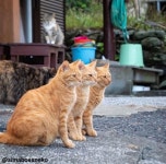더쿠 - 고양이.jpg