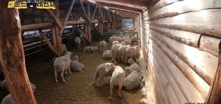 도일님 양세기 영상 봤냐ㅋㅋㅋㅋㅋ 대관령 양떼목장 나옴ㅋㅋㅋㅋㅋ - 성우 카테고리