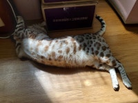 전체 게시판 - 💛🧡 모니터 고민 골라줘ㅜㅜ♡뱅갈냥이사진... 🧡 모니터 고민 골라줘ㅜㅜ♡뱅갈냥이사진 있어🧡