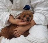 돌고 돌아 마지막으로 가는 안락사 보호소에서 떨고 있는 번식견 초코푸들이 가족을 찾아요! - 스퀘어 카테고리