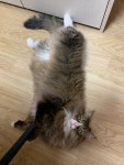 발라당냥😸 - 동식물 카테고리 발라당냥&#x1f638; - 동식물 카테고리