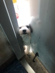 HOT - 옆집 댕댕이 전 냄새 맡고 옴