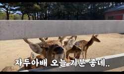유트루 브이로그 보는데 사슴 짱귀 ㅠㅠ - 뷰티 카테고리