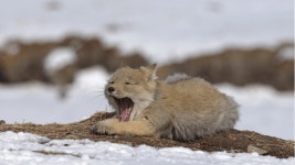 전체 게시판 - 피크타임 11시 배너 아시안 티벳여우단이 아침을 열러 왔습니다 다들 기운찬 하루 보내!!!!!! 핔친들 굿모닝☀️