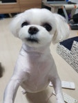 댕댕이가 자잔다 너네 언제잘꺼야? - 코로나19 카테고리