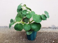 식물 근황 - 동식물 카테고리