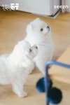 따따뽀뽀 사진만 봐도 순함ㅠㅠㅠㅋㅋㅋㅋ - 김우석 카테고리