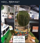 어르신 마리모.jpg - 스퀘어 카테고리