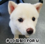 강비❤ 인생샷 - 국내야구 카테고리