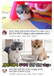 유튭에서 아기고양이 볼때마다 넘 지미니같오 - 방탄소년단 카테고리