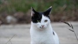 ㅇㅊㅂ 요즘 내 힐링채널 - 차이나 카테고리