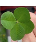 더쿠 - 🍀네잎크로버는 행운이고 ☘세잎크로버는 행복이 꽃말이라던데