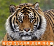 더쿠 - 🐯어흥~ 어흥흥흥 어흥어흥 호시 생축 어흥흥흥어흥어흥 🐯