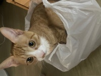 비니루봉지 - 동식물 카테고리