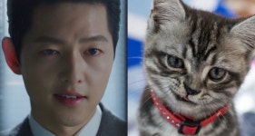 더쿠 - 세계 고양이의 날이라고 해서 올만에 놀러와따