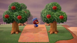 코코아한테 마린모자 선물해라! - 동물의숲 카테고리