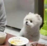 다른 방에서 본 강아진데 뭔가 지미니 떠올랐어 - 방탄소년단 카테고리