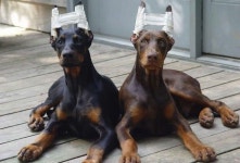 인간의 욕심이 자른 도베르만의 귀 - 스퀘어 카테고리